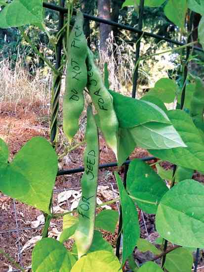 Janice uses a a black marker to label which 'Ruby Crest' broad bean pods she'd like to keep for seed so that her helpers don't accidentally pick them before the beans are mature.
